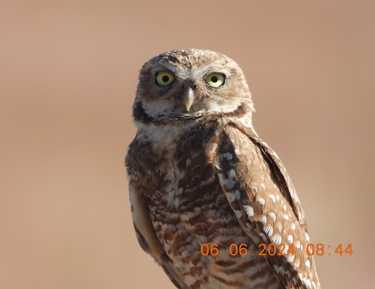 Burrowing Owl - ML620120260