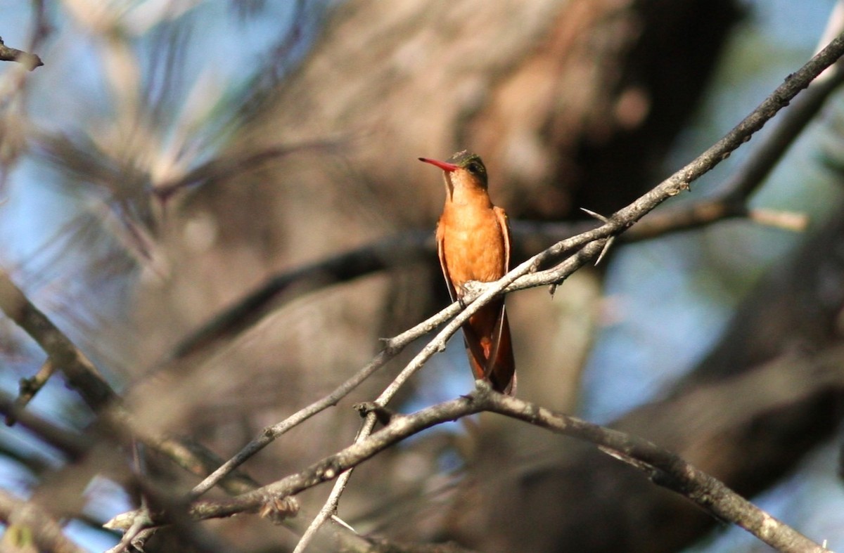 Cinnamon Hummingbird (Mainland) - ML620120277