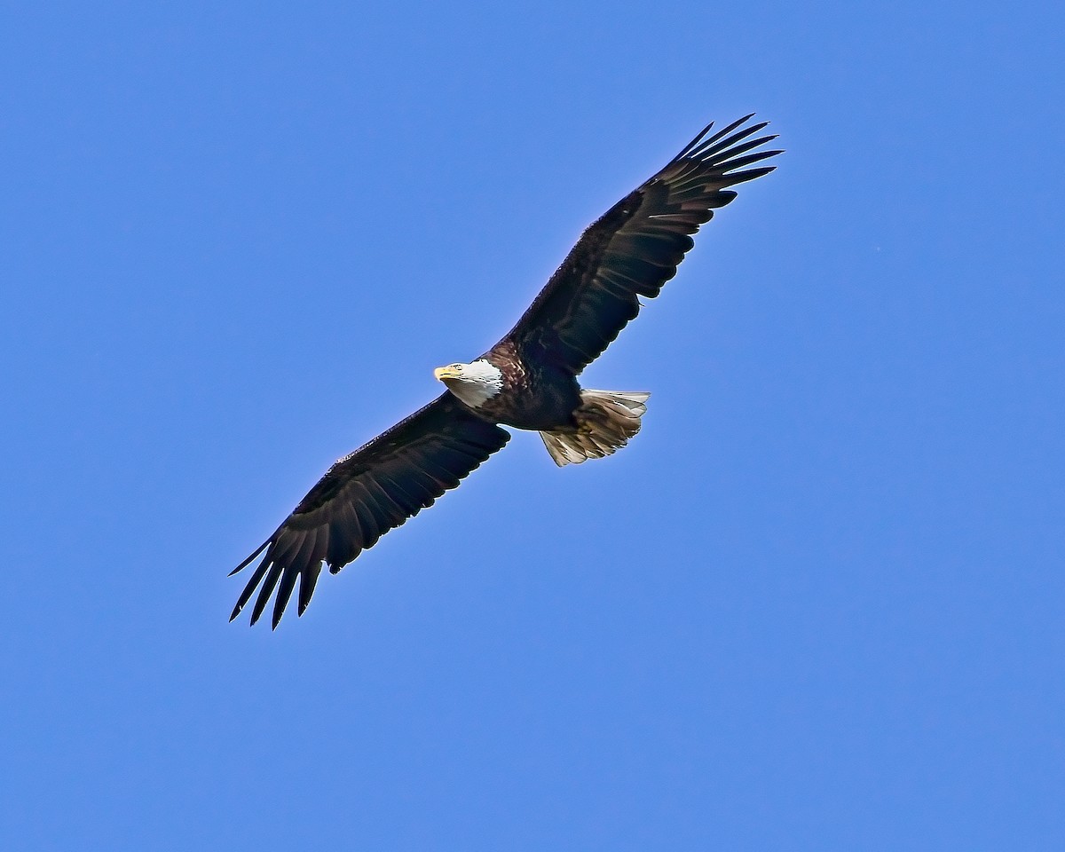 Bald Eagle - ML620120294