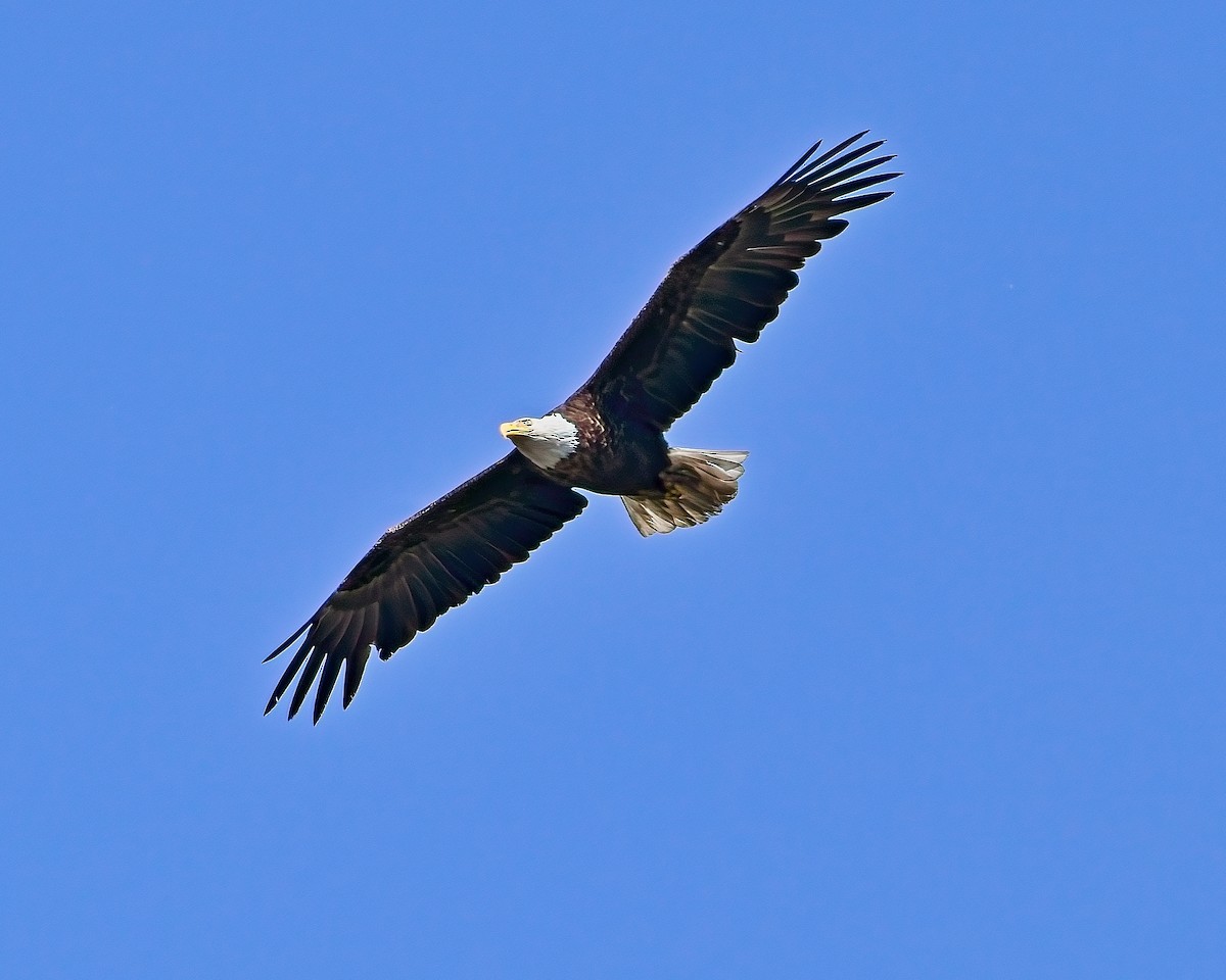 Weißkopf-Seeadler - ML620120294