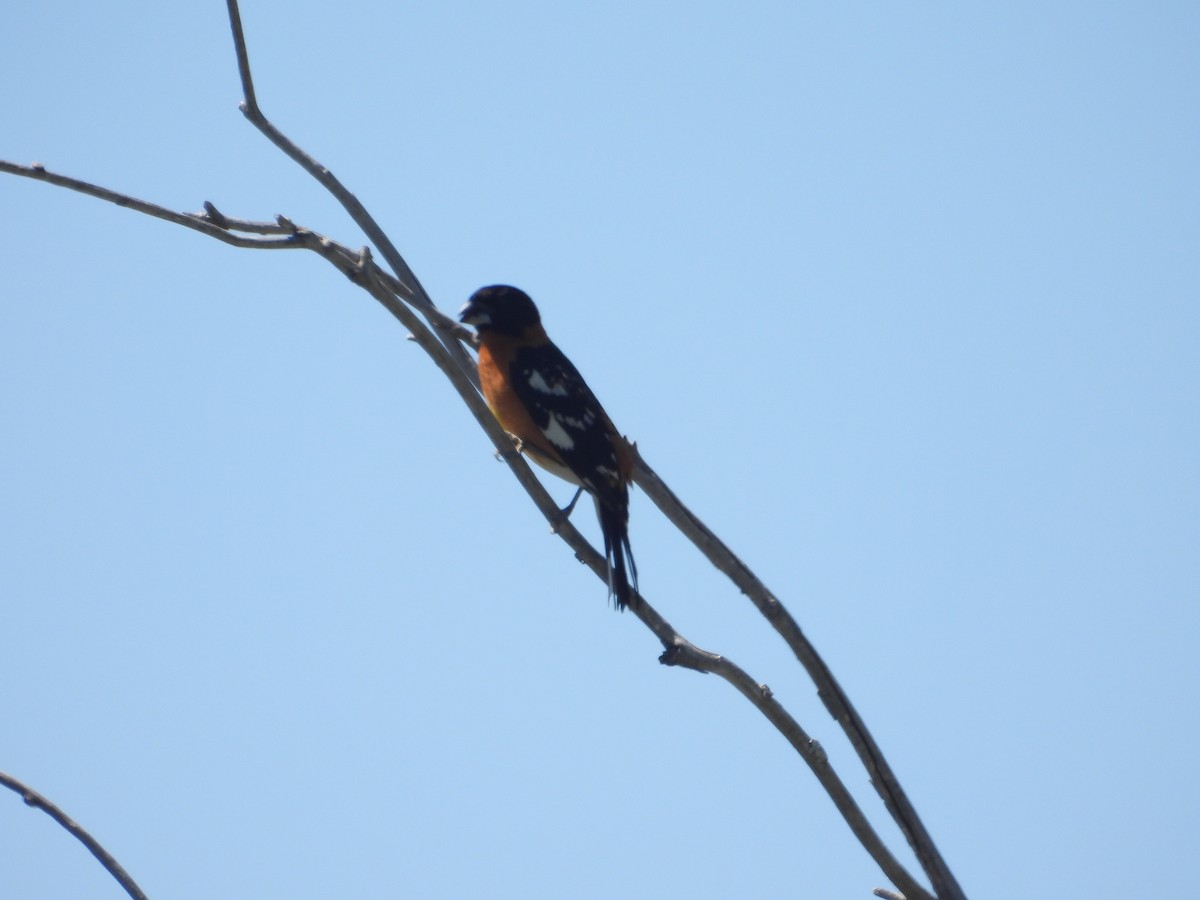 Black-headed Grosbeak - ML620120295