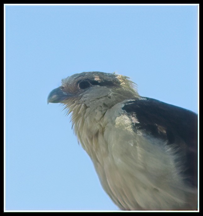 Yellow-headed Caracara - ML620120305