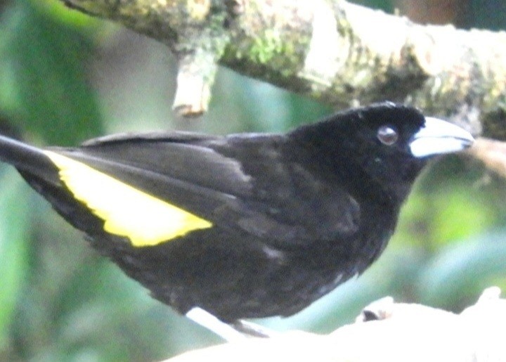 Flame-rumped Tanager - ML620120311