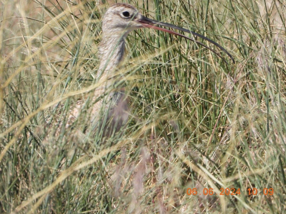 Long-billed Curlew - ML620120316