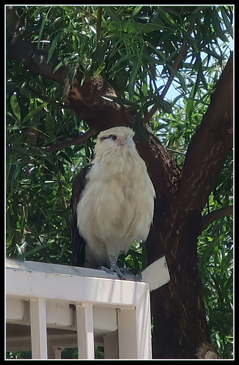 Yellow-headed Caracara - ML620120317