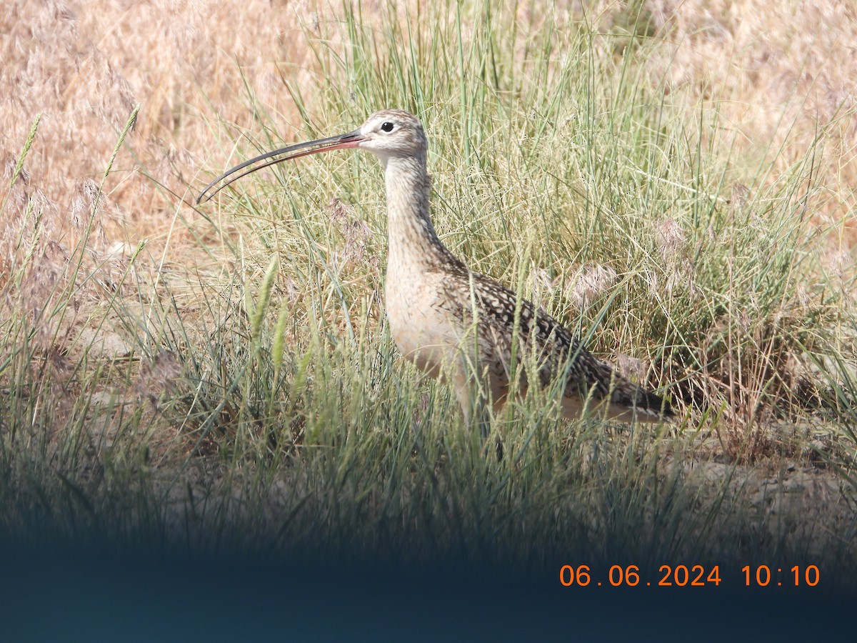 Long-billed Curlew - ML620120318
