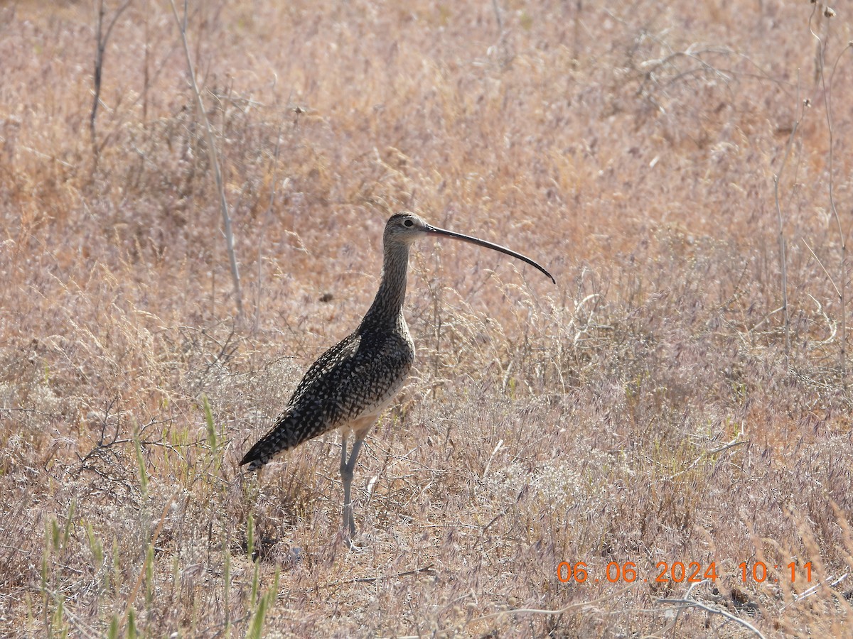 Long-billed Curlew - ML620120319