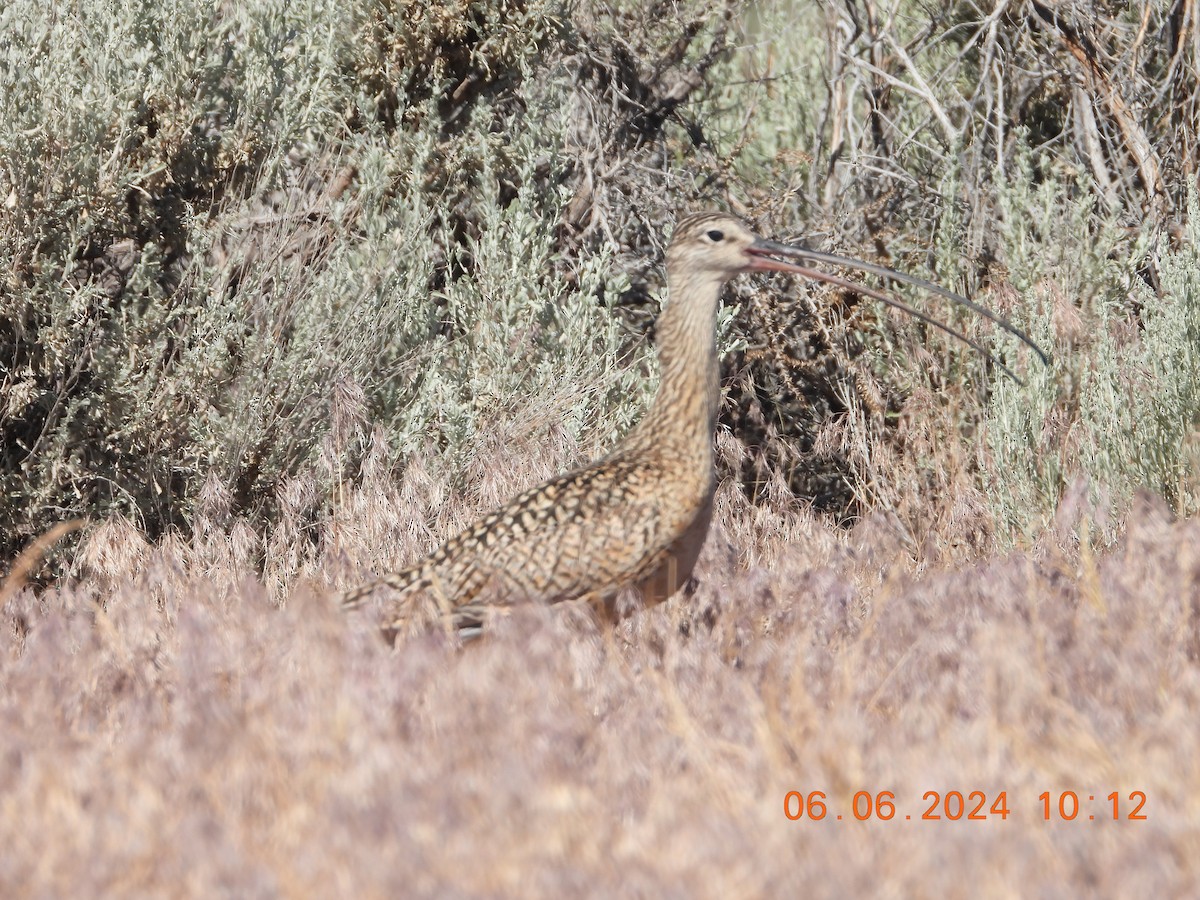 Long-billed Curlew - ML620120320