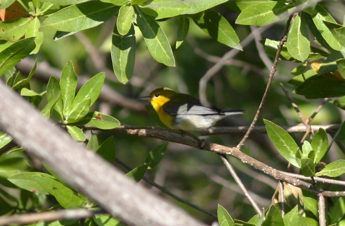Prothonotary Warbler - ML620120354