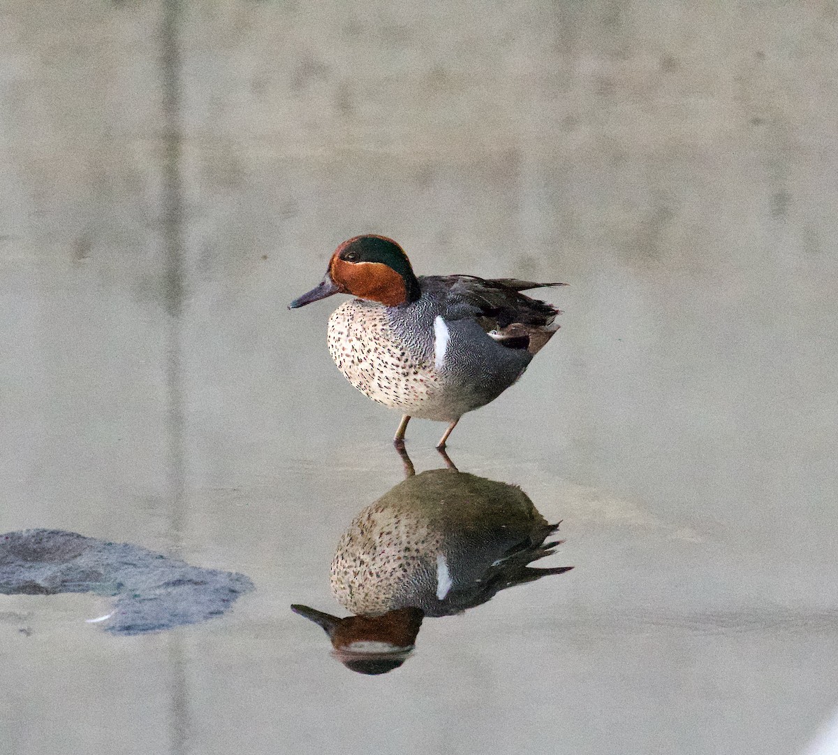 Green-winged Teal - ML620120357