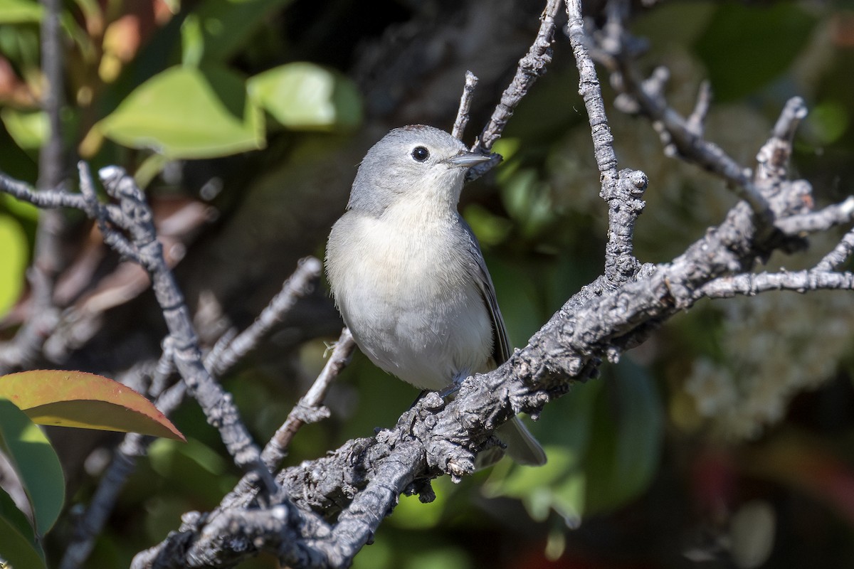 Lucy's Warbler - ML620120360