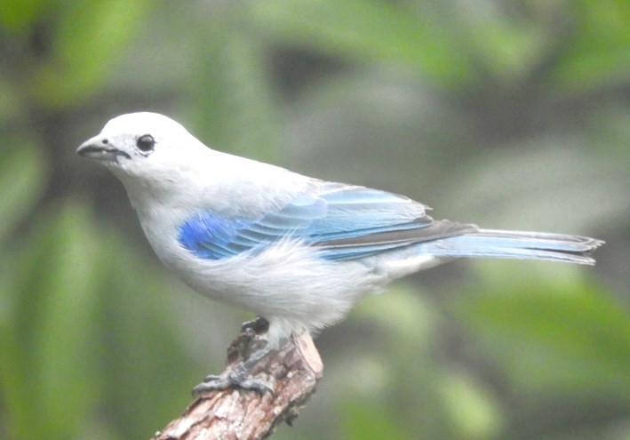 Blue-gray Tanager - ML620120372