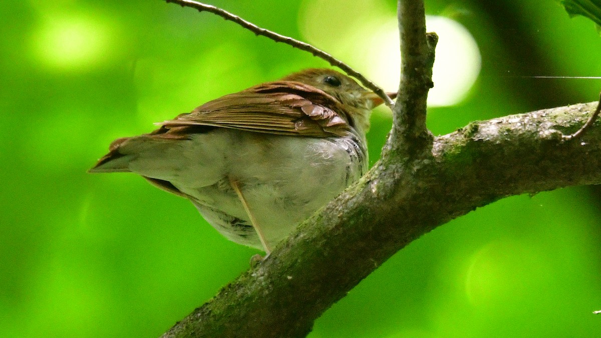 Veery - ML620120394