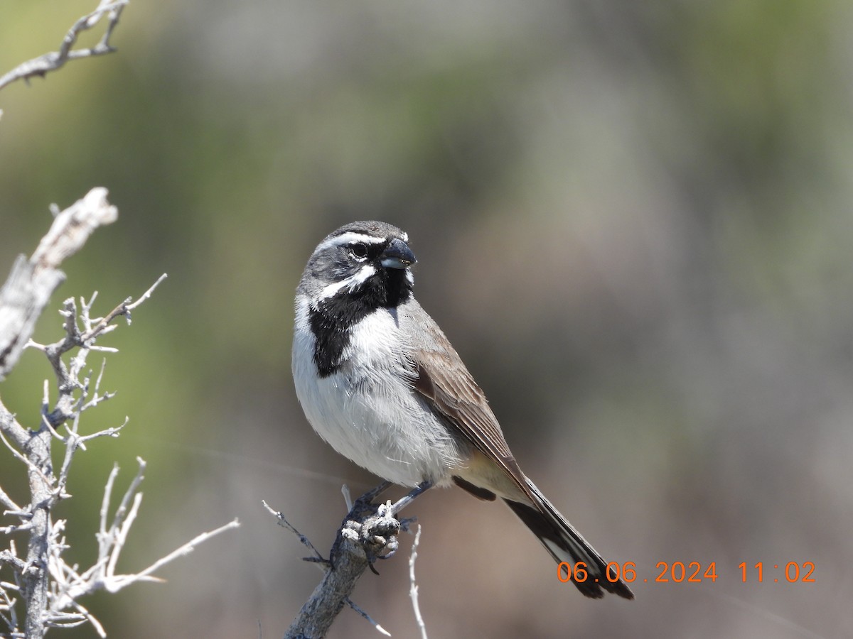 Black-throated Sparrow - ML620120399