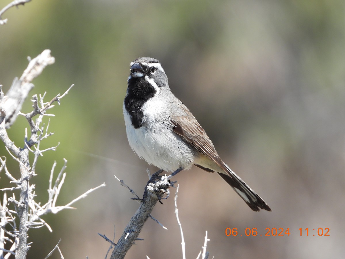 Black-throated Sparrow - ML620120400