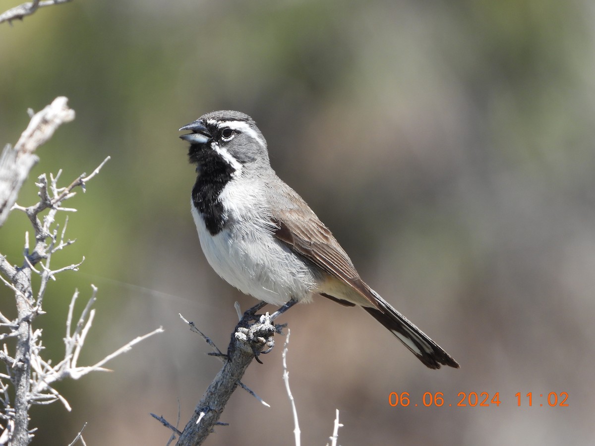 Black-throated Sparrow - ML620120401