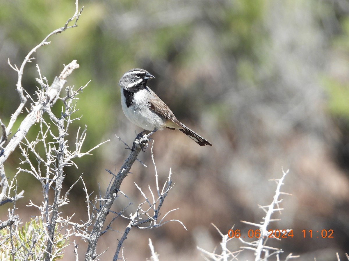 Black-throated Sparrow - ML620120402