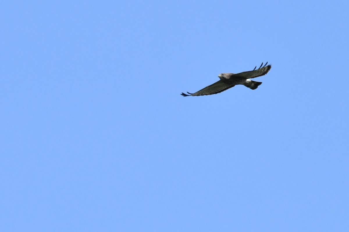 Broad-winged Hawk - ML620120414