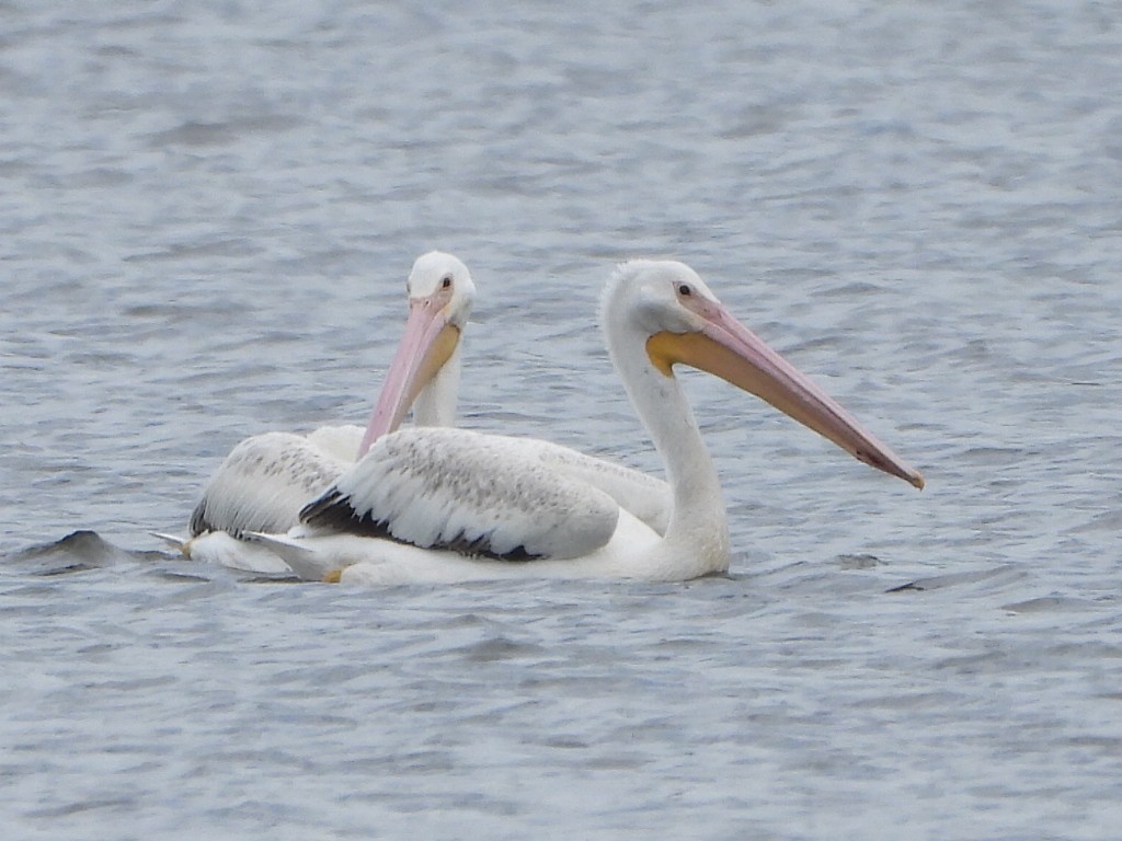 American White Pelican - ML620120416