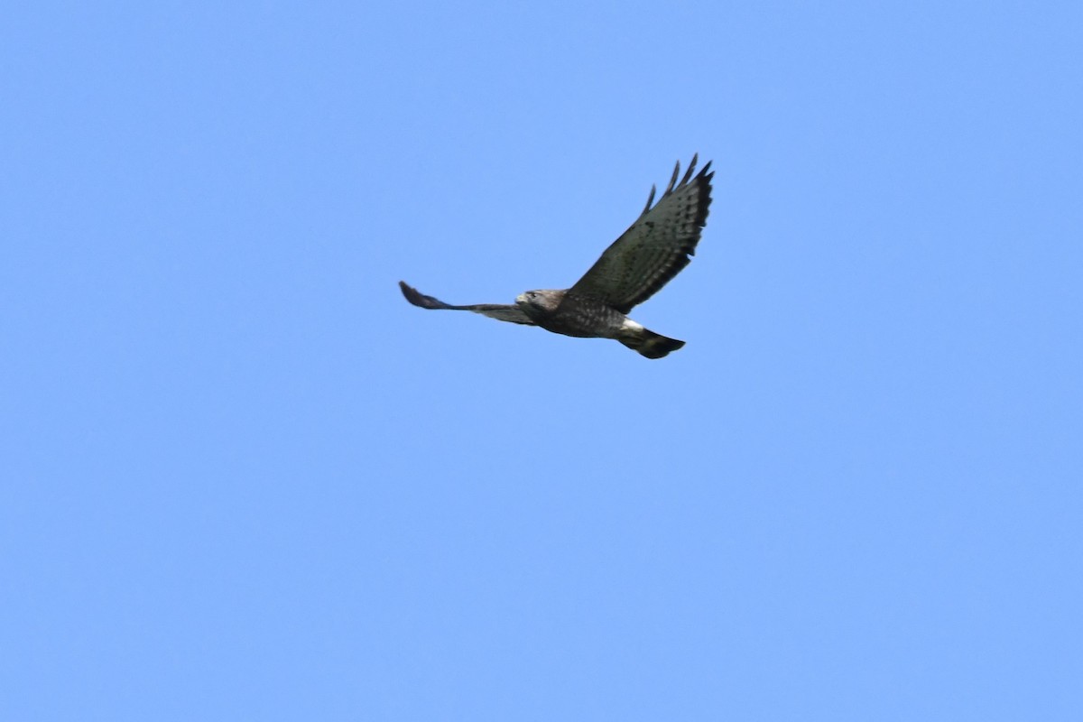 Broad-winged Hawk - ML620120421