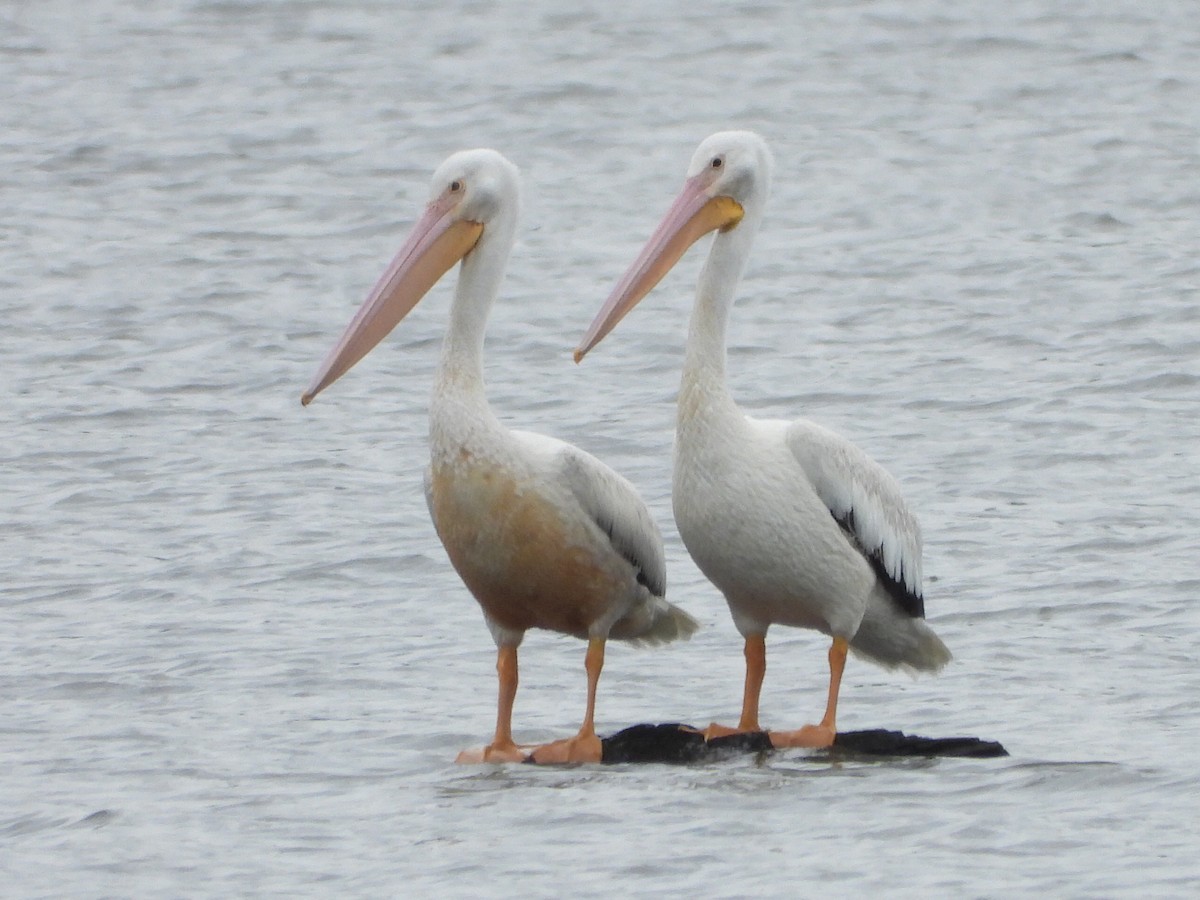 pelikán severoamerický - ML620120423