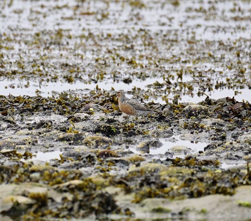 Red Knot - ML620120438