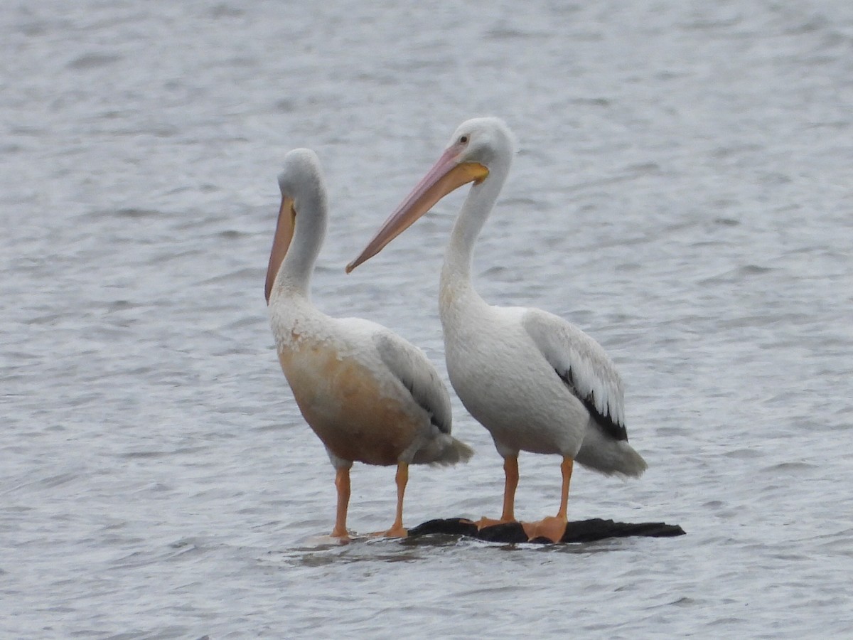 American White Pelican - ML620120450