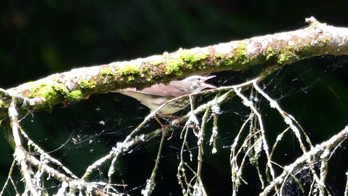 Louisiana Waterthrush - ML620120456