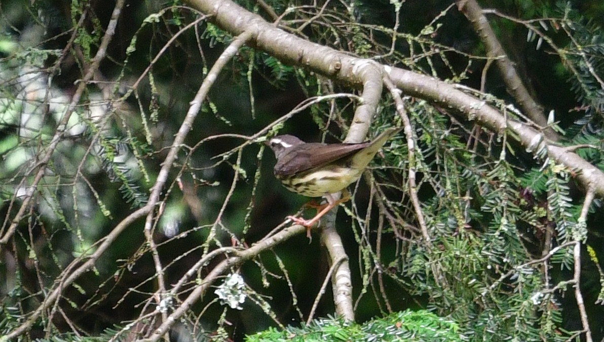 Paruline hochequeue - ML620120457