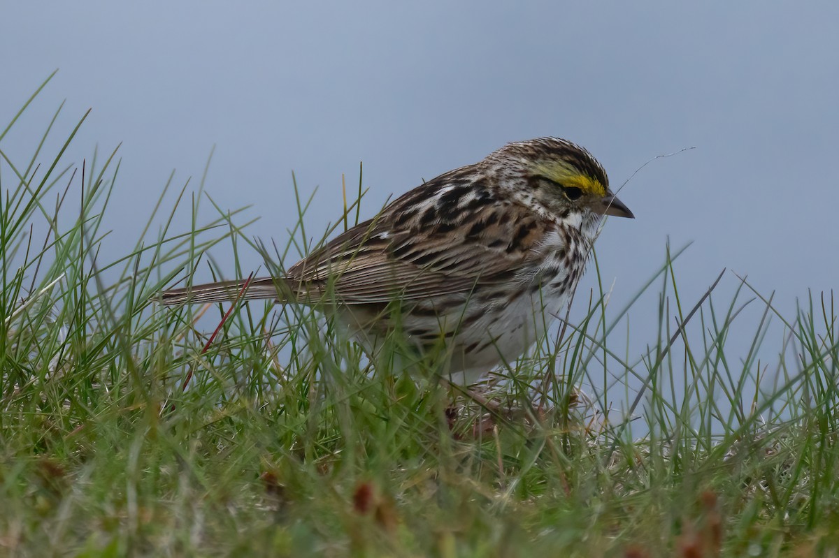 Savannah Sparrow - ML620120459