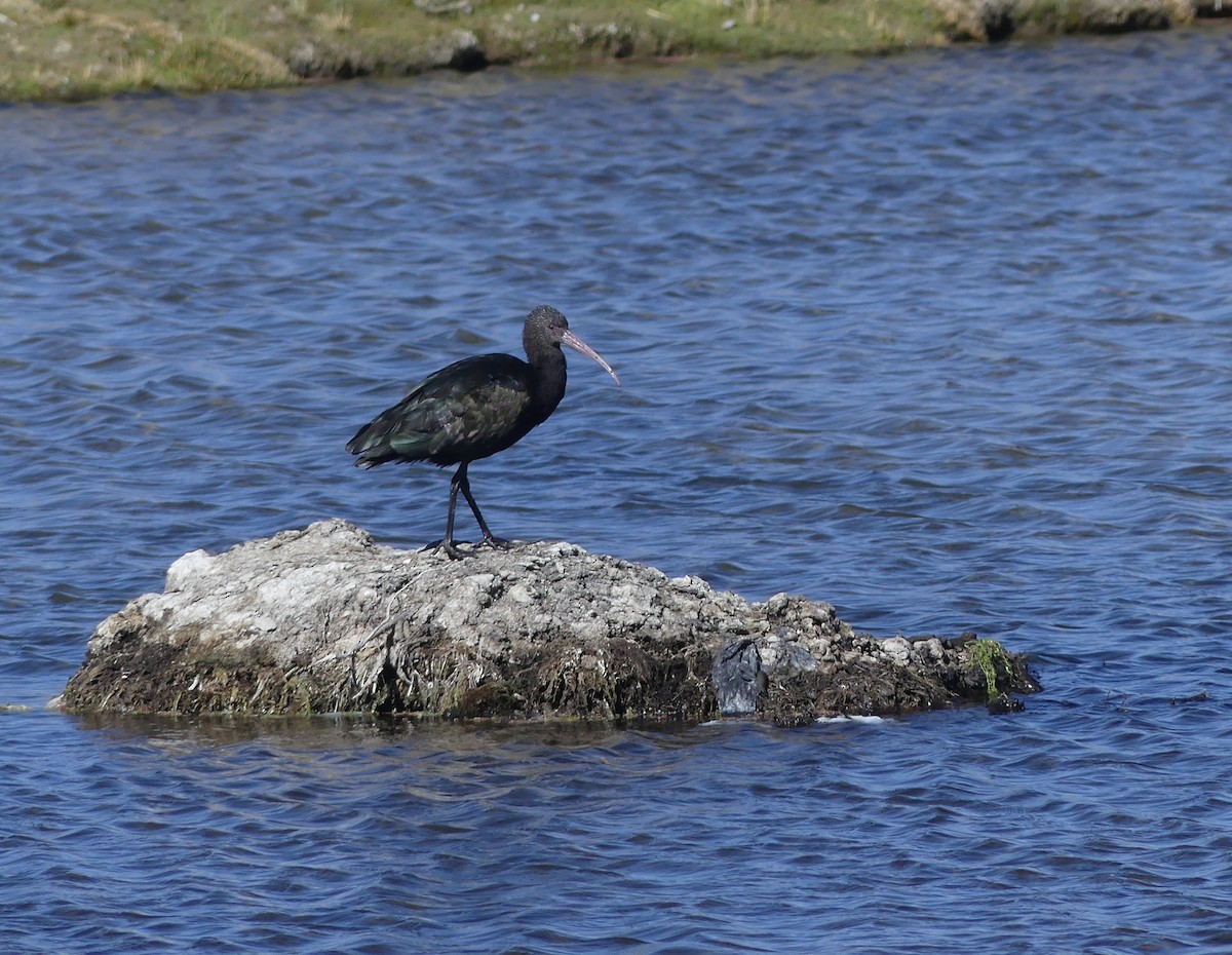 ibis andský - ML620120464