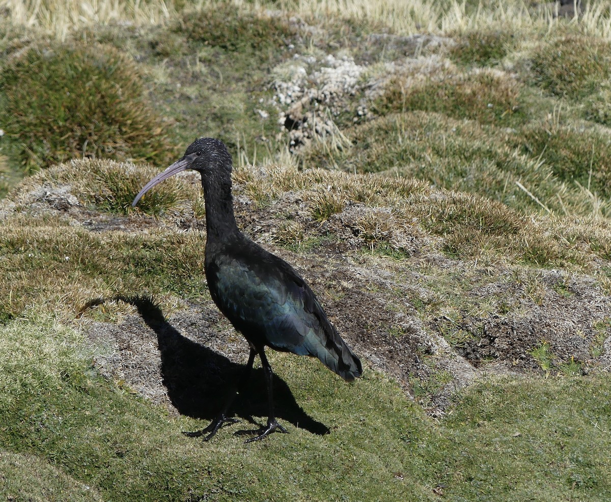 ibis andský - ML620120466