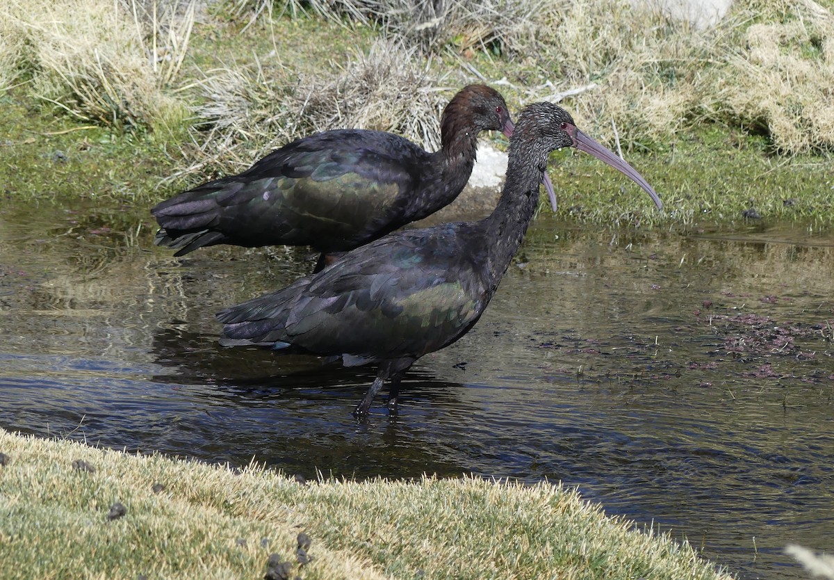 Ibis de Ridgway - ML620120468