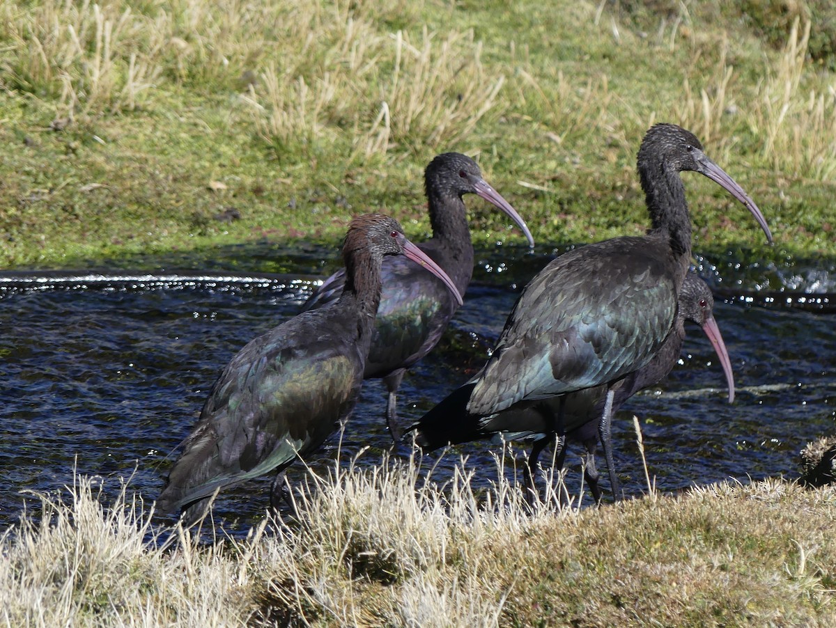 ibis andský - ML620120469