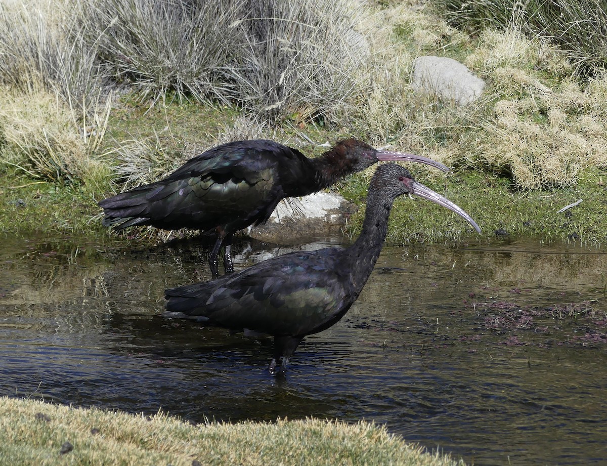 ibis andský - ML620120470