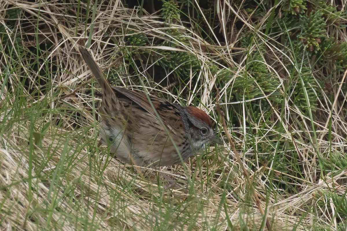 Swamp Sparrow - ML620120480