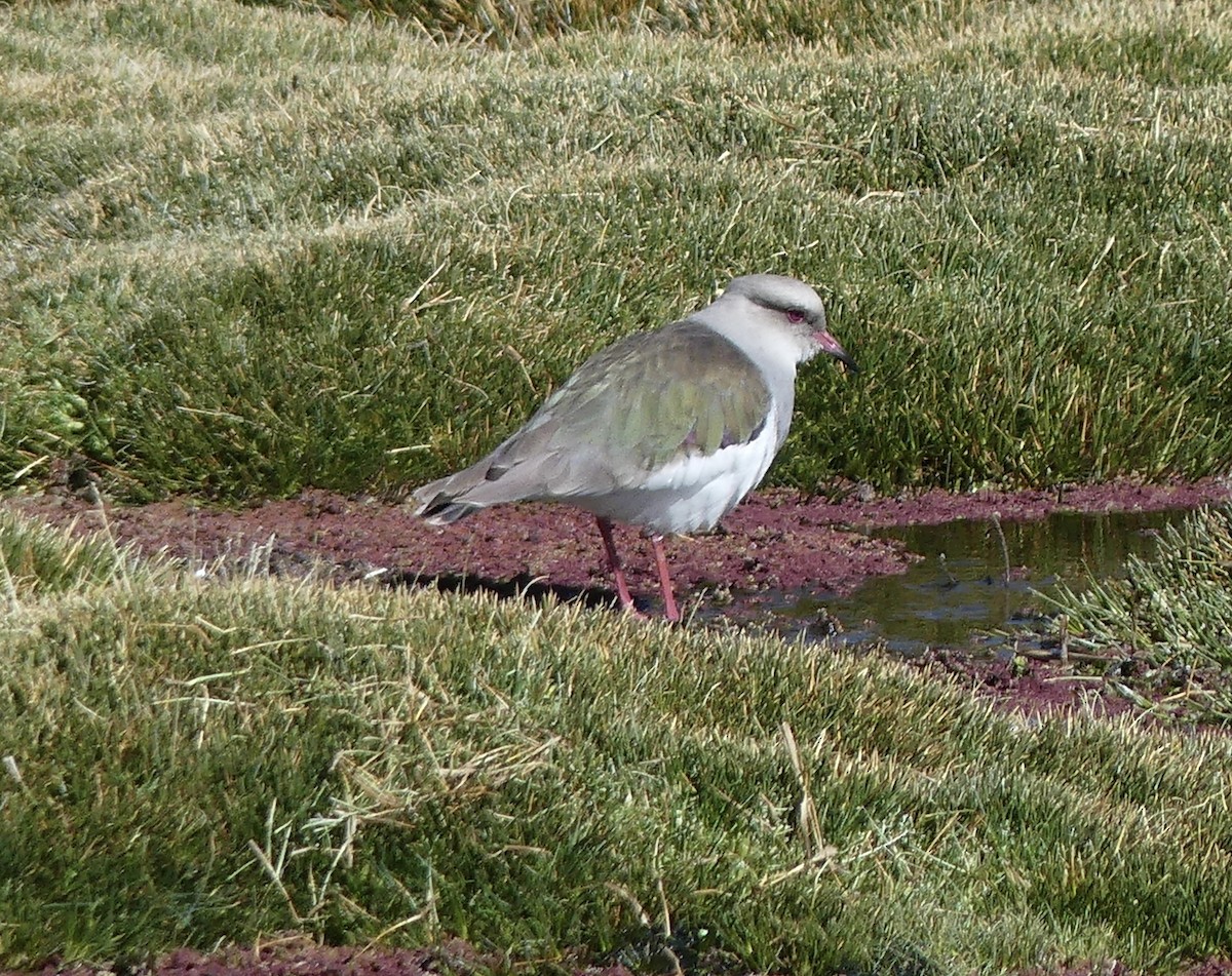 Andean Lapwing - ML620120493