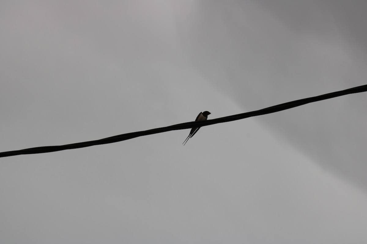 Barn Swallow - ML620120496
