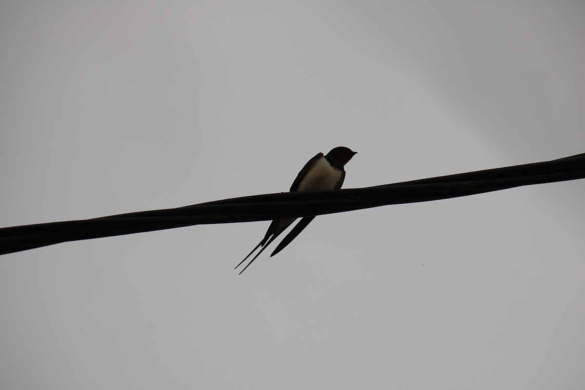 Barn Swallow - ML620120497