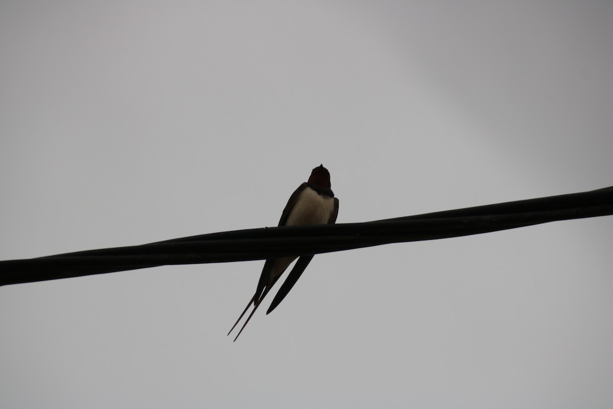 Barn Swallow - ML620120498