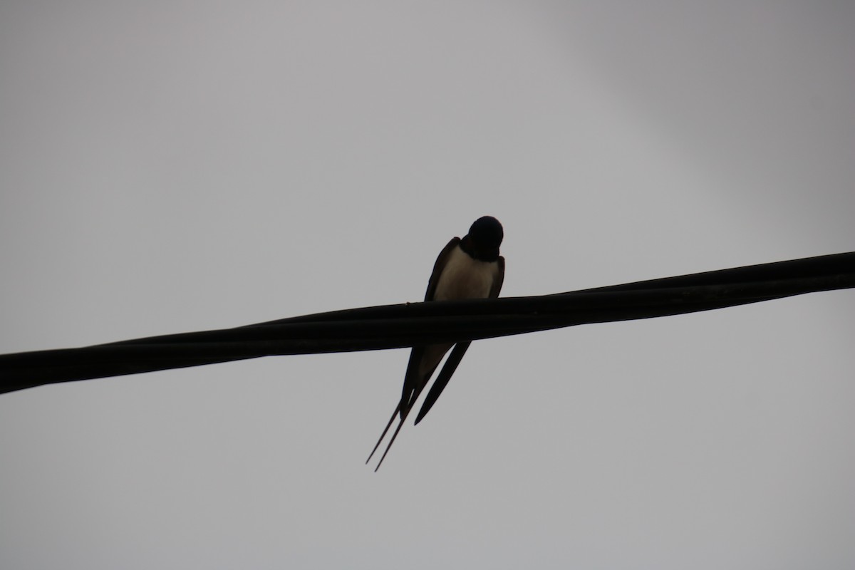 Barn Swallow - ML620120499