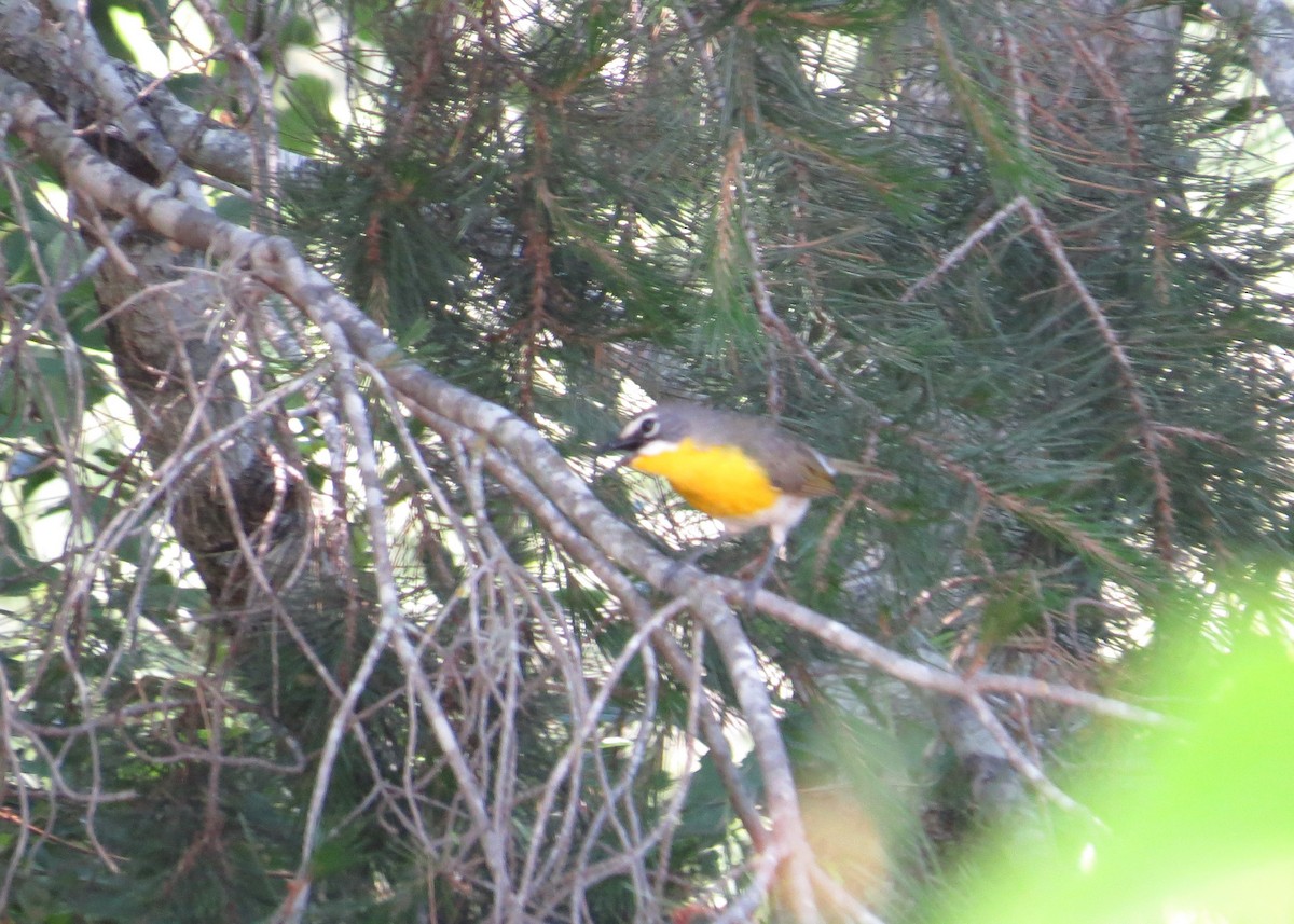 Yellow-breasted Chat - ML620120513