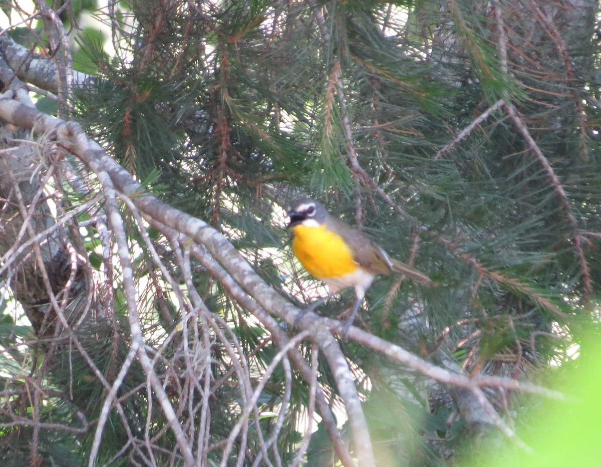 Yellow-breasted Chat - ML620120514