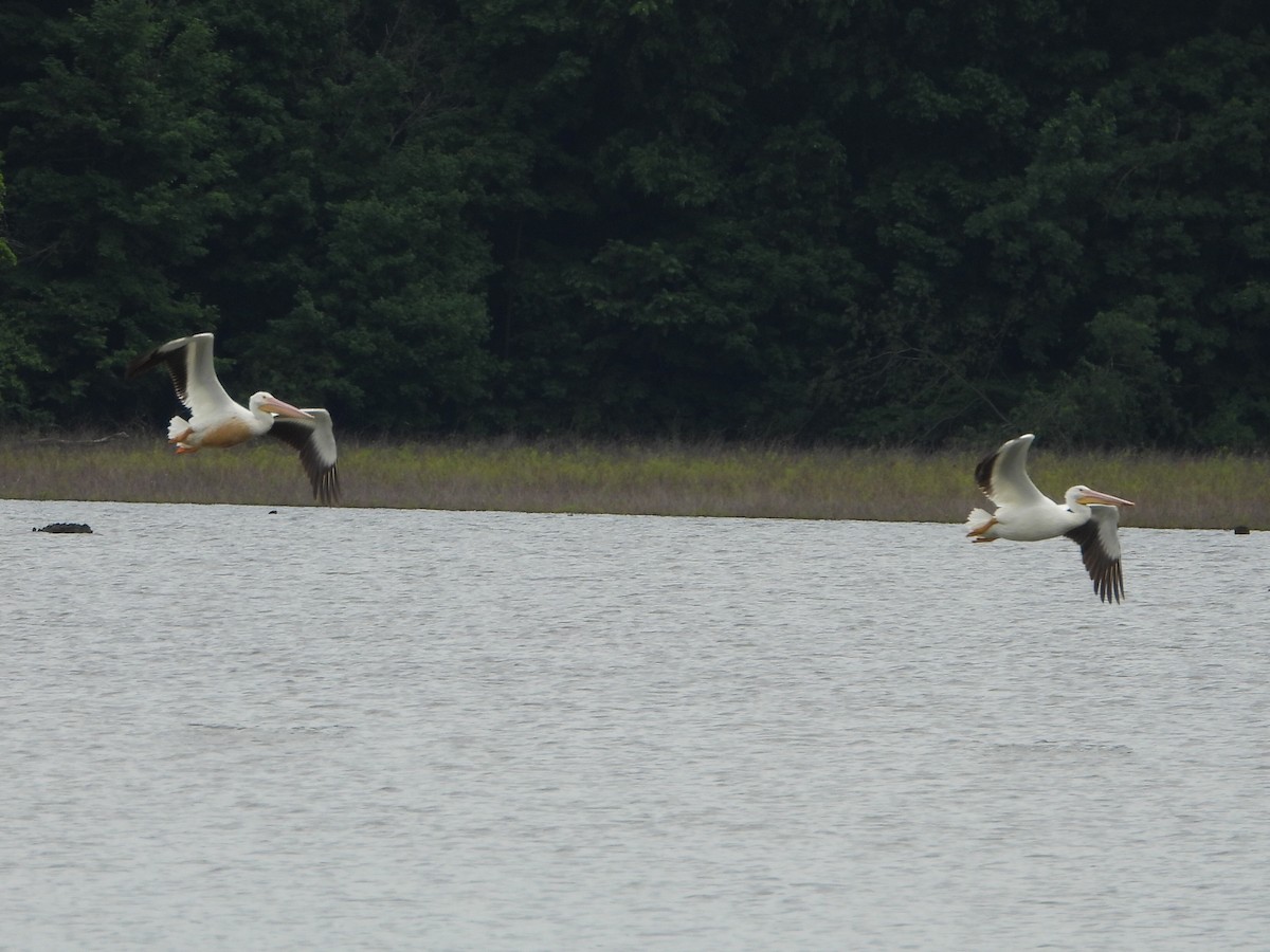 American White Pelican - ML620120518