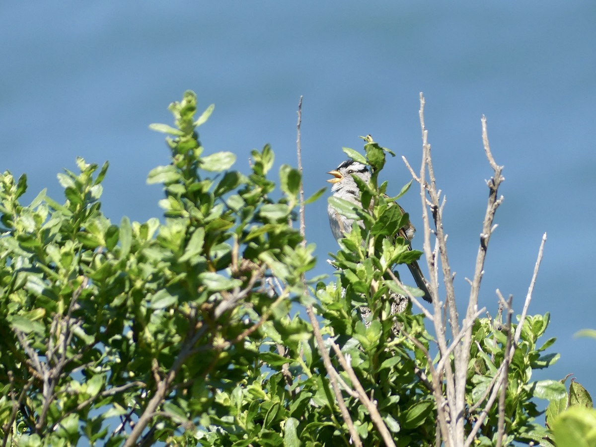 White-crowned Sparrow - ML620120548