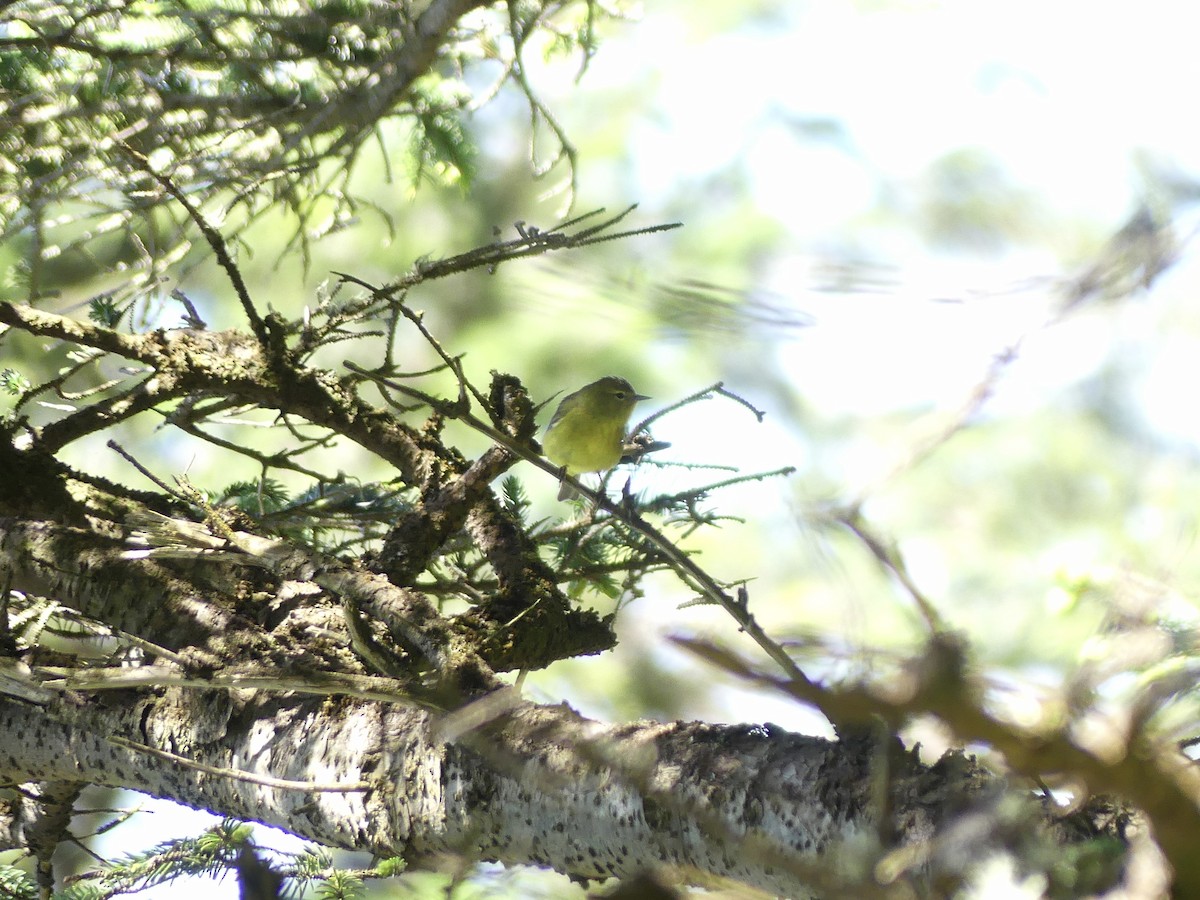 Orange-crowned Warbler - ML620120555