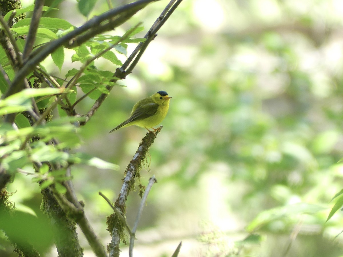 Wilson's Warbler - ML620120561