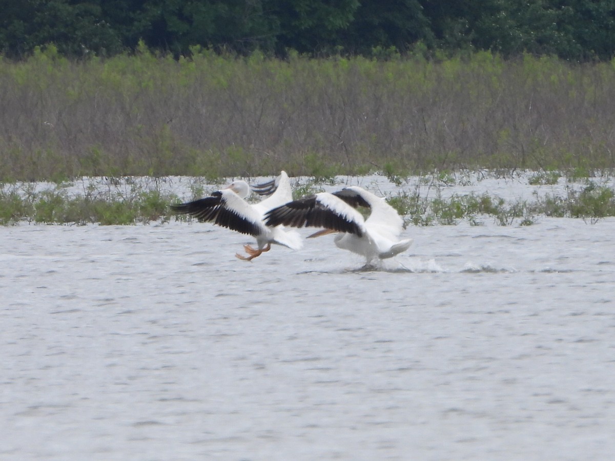 American White Pelican - ML620120566