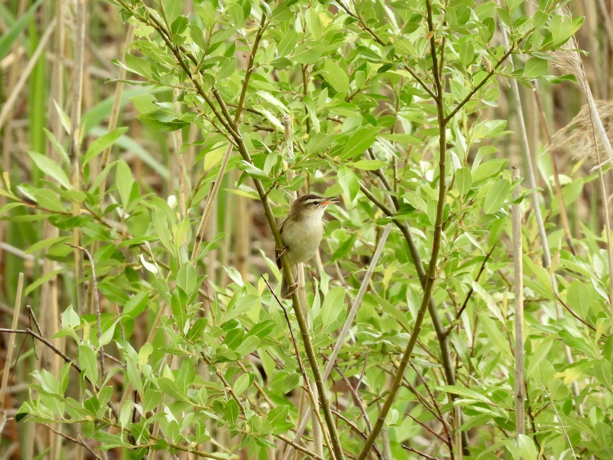 rákosník proužkovaný - ML620120595