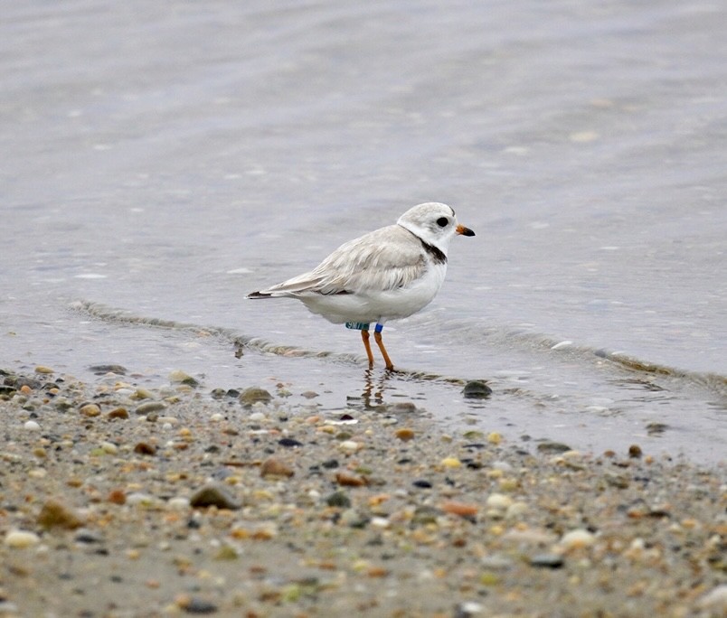Piping Plover - ML620120597